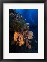 Diving Fine Art Print
