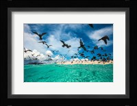 Ocean Bird Fine Art Print