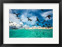 Ocean Bird Fine Art Print