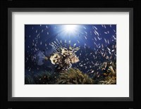 Lionfish Fine Art Print