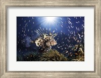 Lionfish Fine Art Print