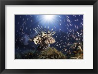 Lionfish Fine Art Print