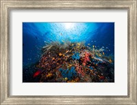 Apnea Fine Art Print