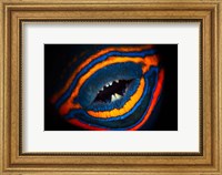 Orange-lined Triggerfish Fine Art Print