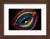 Orange-lined Triggerfish Fine Art Print