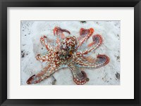 Octopus Fine Art Print