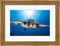 Face to Face with a Hawksbill Sea Turtle Fine Art Print