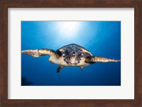 Face to Face with a Hawksbill Sea Turtle Fine Art Print