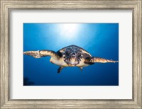 Face to Face with a Hawksbill Sea Turtle Fine Art Print