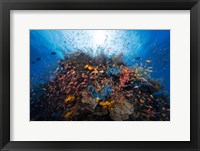 Life Explosion Fine Art Print