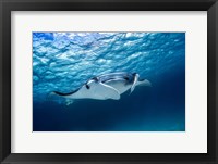 Manta Ray 2 Fine Art Print
