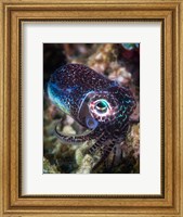 Baby Cuttlefish Fine Art Print