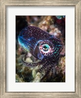 Baby Cuttlefish Fine Art Print