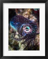 Baby Cuttlefish Fine Art Print