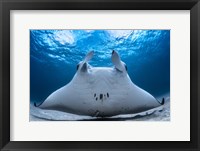 Take Off / Manta Airline Fine Art Print