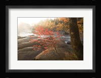 Little Red Fine Art Print