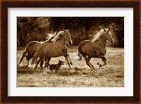 Paso Horses Fine Art Print