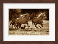 Paso Horses Fine Art Print