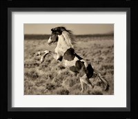 Wild Painted Pony Fine Art Print