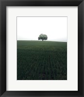 The Lonely Oak Tree Fine Art Print