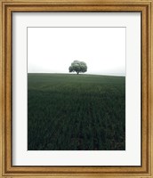 The Lonely Oak Tree Fine Art Print