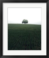 The Lonely Oak Tree Fine Art Print