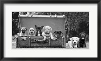 Dog Pups in a Suitcase Fine Art Print