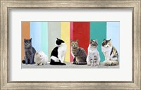 Cats in the Sun Fine Art Print