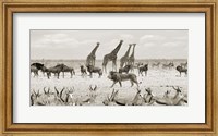 Sovereign Passing By (Masai Mara, BW) Fine Art Print