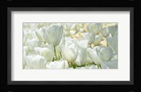 Field of White Tulips Fine Art Print