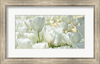 Field of White Tulips Fine Art Print