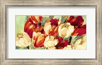 Red & White Tulips Fine Art Print