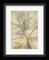 Below My Tree I Fine Art Print