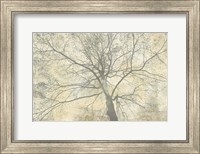Below My Tree II Fine Art Print