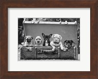 Dog Pups in a Suitcase (detail) Fine Art Print