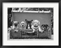 Dog Pups in a Suitcase (detail) Fine Art Print