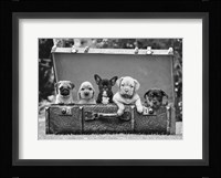 Dog Pups in a Suitcase (detail) Fine Art Print