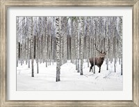 Stag in Birch Forest, Norway Fine Art Print