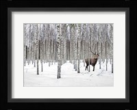 Stag in Birch Forest, Norway Fine Art Print