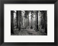 Pack of Wolves in the Woods (BW) Fine Art Print