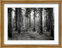Pack of Wolves in the Woods (BW) Fine Art Print
