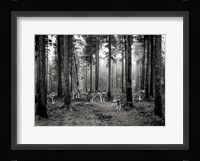 Pack of Wolves in the Woods (BW) Fine Art Print
