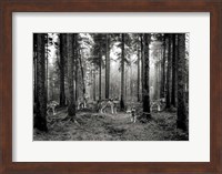 Pack of Wolves in the Woods (BW) Fine Art Print