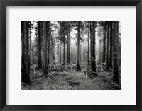 Pack of Wolves in the Woods (BW) Fine Art Print