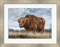 Scottish Highland Bull Fine Art Print