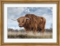 Scottish Highland Bull Fine Art Print