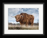 Scottish Highland Bull Fine Art Print