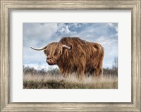 Scottish Highland Bull Fine Art Print