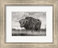 Scottish Highland Bull (BW) Fine Art Print