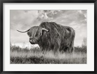 Scottish Highland Bull (BW) Fine Art Print